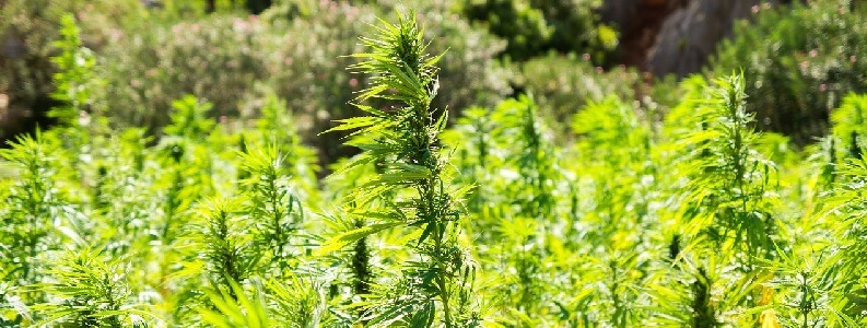 Cannabis Malaga con Century Abogados