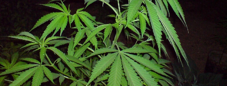 crear un club de marihuana en malaga