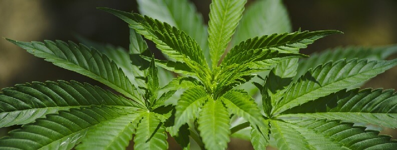 Legalizar club de cannabis en granada